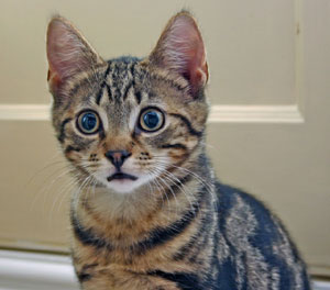 funny cat - top image